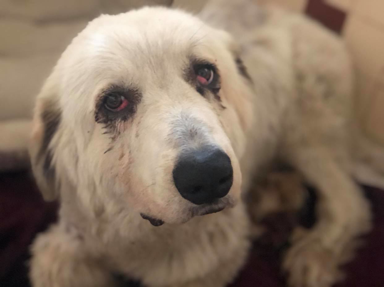 shiloh3.jpg